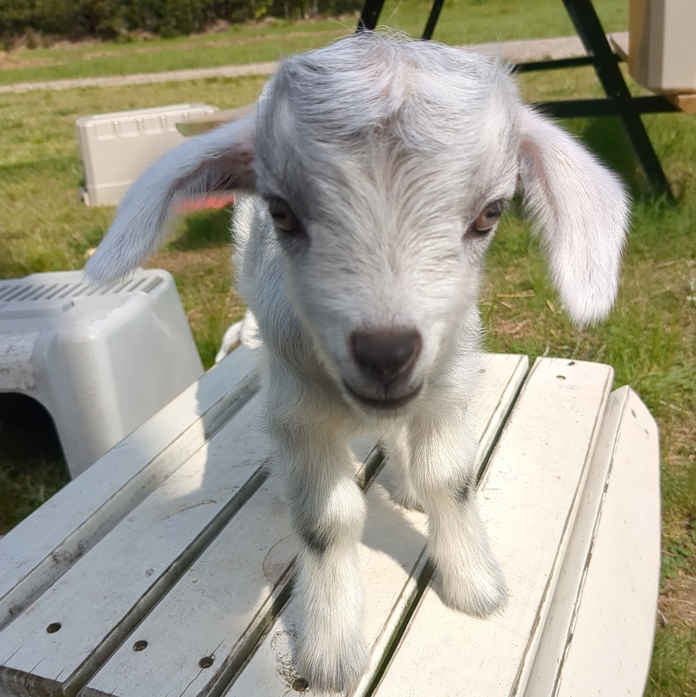 Meet your Posher, Karen